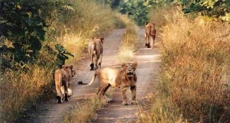 Palamau tiger reserve, a forgotten beauty 