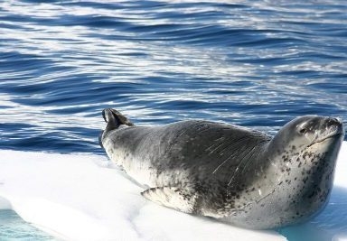  Antarctic leopard seals flocking to Australia: biologist 