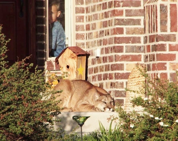  Mountain lion caught in California residential area 