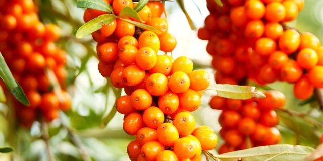 Benefits of sea buckthorn