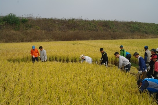  S.Korea rice production hits 37-year low 