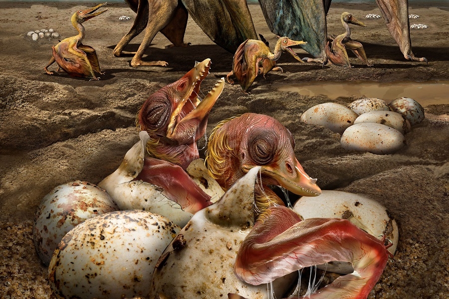  300 fossilised pterosaur eggs found 