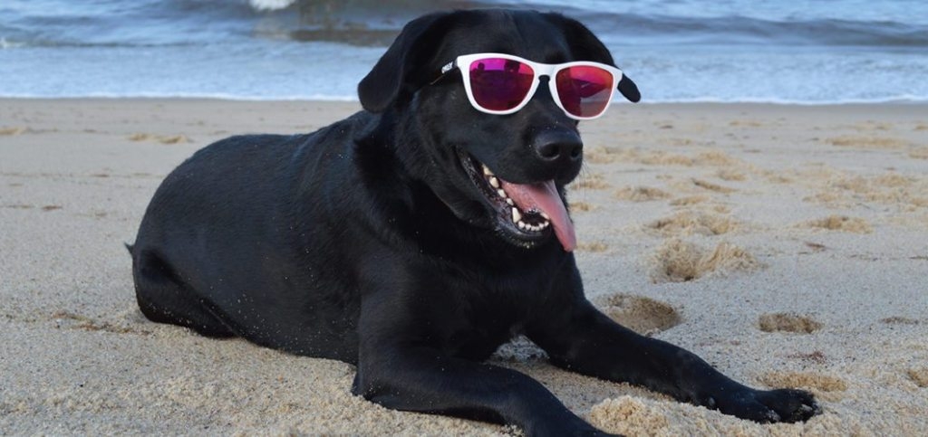 “Doggos” may replace “Dogs” in MW dictionary Soon ! 