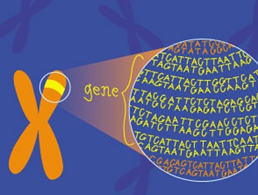 History of Genetics 