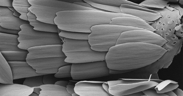  Butterflies origin pushed back in time: Study 