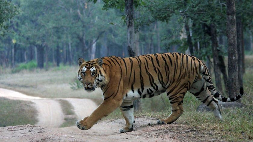 India loses 98 tigers, Madhya Pradesh in top with 26 deaths in 2017 as per NTCA   