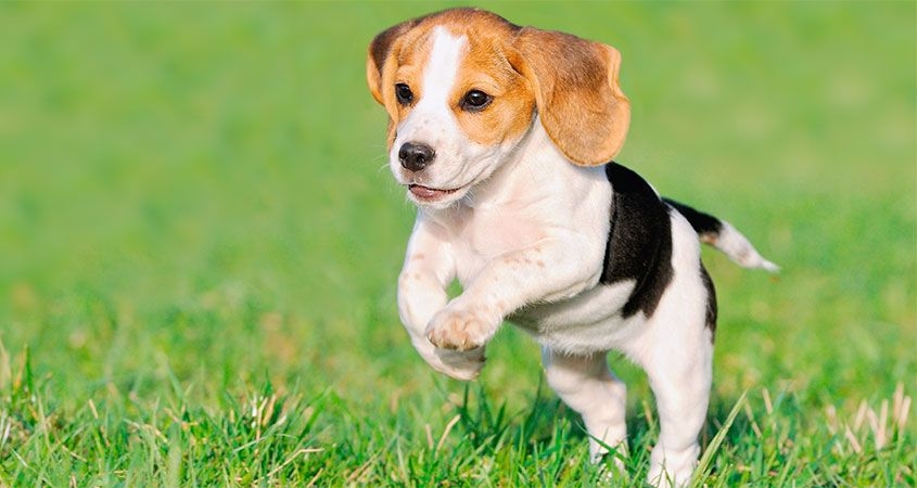 Puppy care tips for first time pet owners