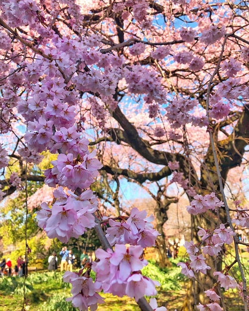 ​China is catching up cherry Blossoms Bloom, Tabbing Flower Tourism.  