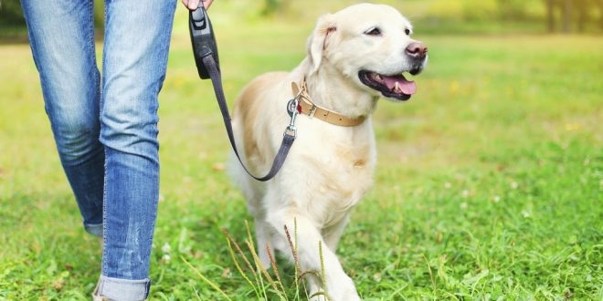 Top thirteen breeds of dog as a pet