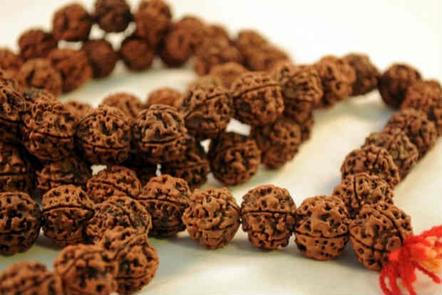Rudraksha, a benefactor of good health and mind 