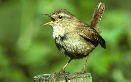 What is Birdsong 