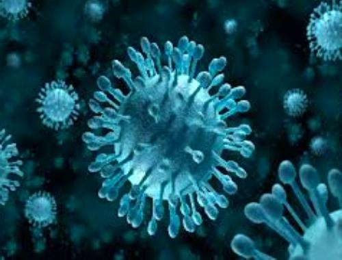How to be protective from Nipah virus?