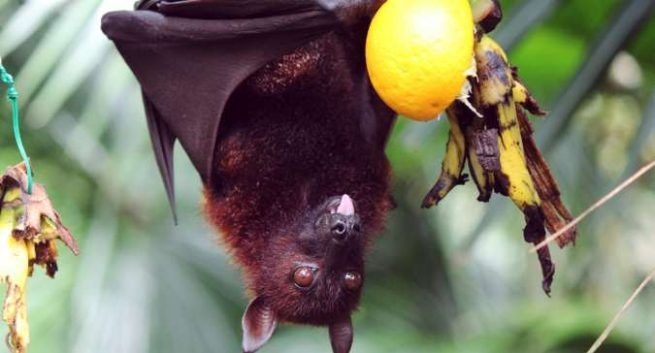 Nipah virus