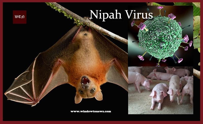 ​Nipah is dangerous, but there’s nothing to panic 