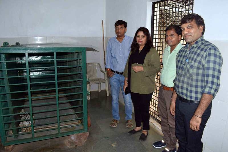 Tiger from Bandhavgarh and Leopard cub from Badwani reach Van Vihar