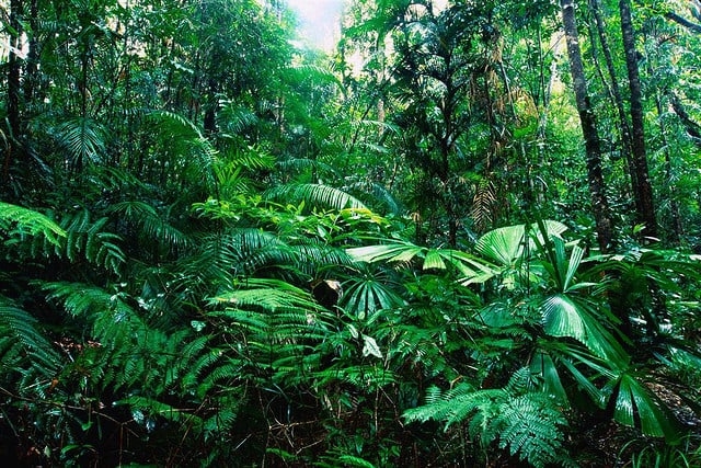 RAIN FORESTS