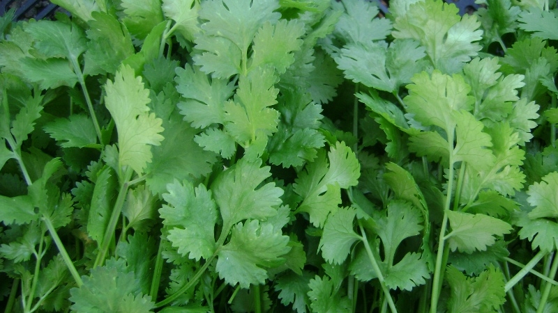 Solutions to keep green coriander fresh for long time