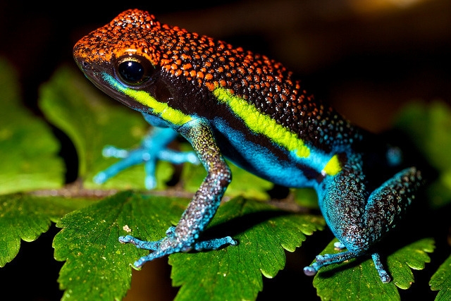 WHERE DO DART FROGS GET THEIR POISON?