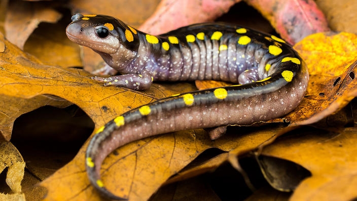 Amphibians 