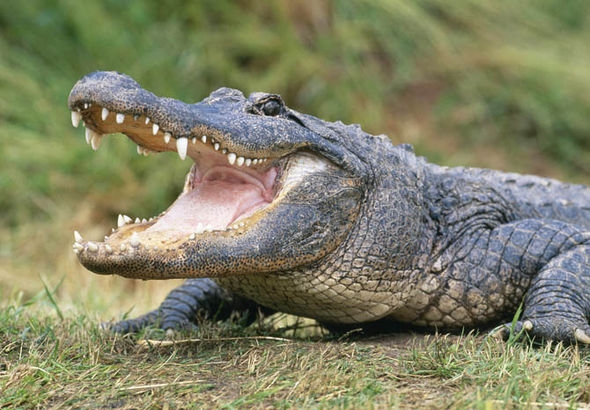 CROCODILE OR ALLIGATOR?