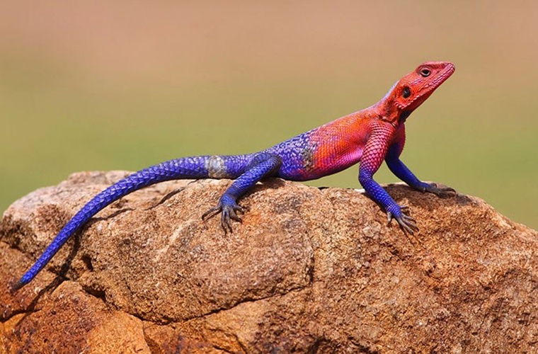 KNOW MORE ABOUT REPTILES