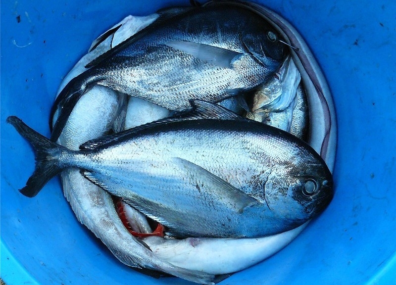 Avoid eating fish in rainy season. Know why?