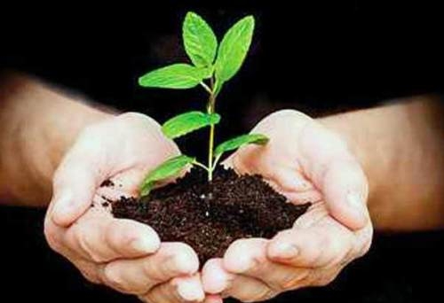 राशि के अनुसार लगाएं पौधे, जीवन में आएगी सकारात्मकता