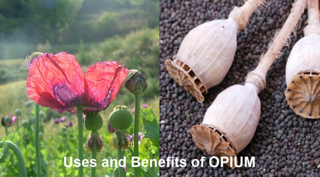 Opium: could be medicine more than narcotic