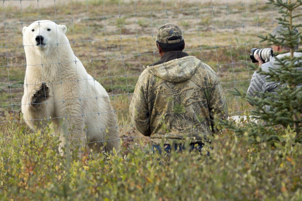 Canadian man killed by a polar bear while protecting his children