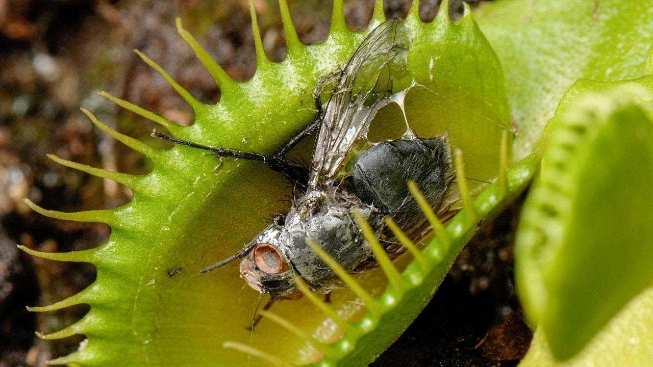 Carnivorous Plants- Plants that eat insects