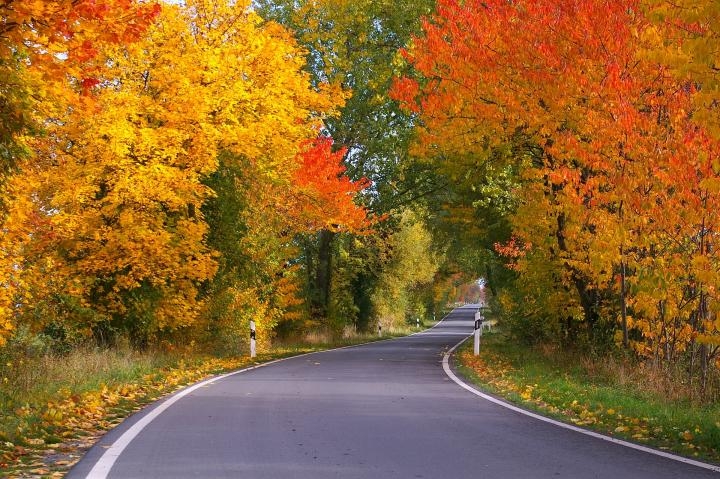 Leaves change colour. Know the reason