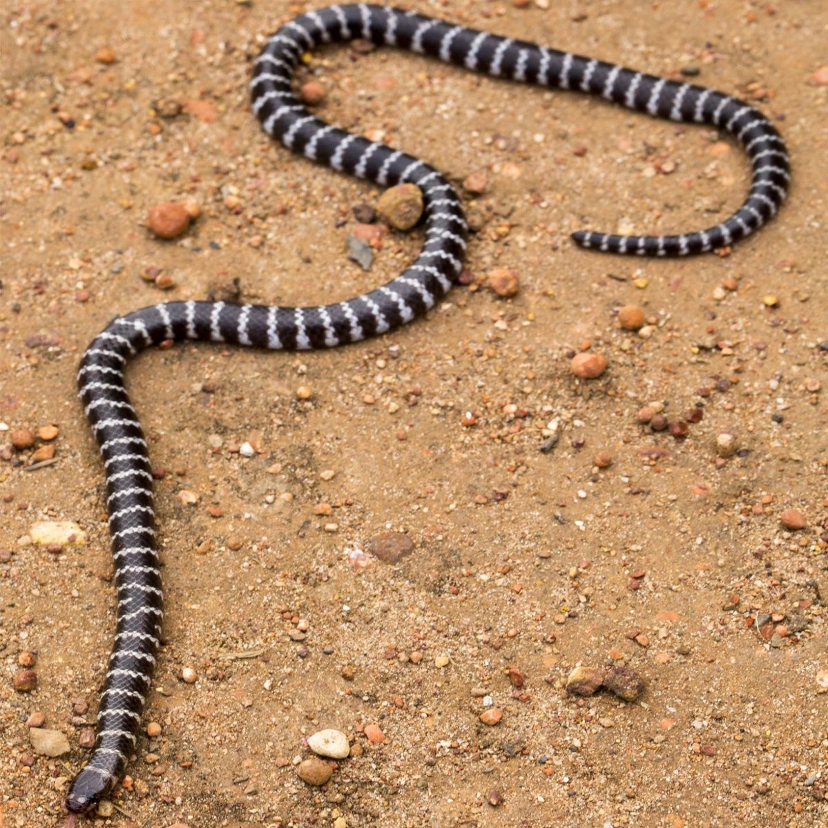 New species of venomous snake discovered in Australia