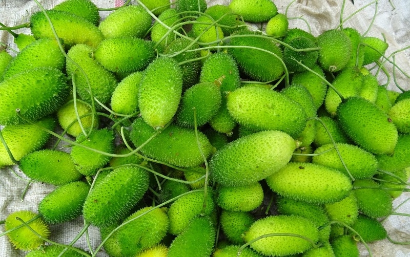 Goodness of spiny gourd (kantola)