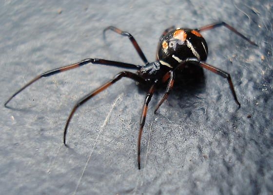 Spiders & their Kin