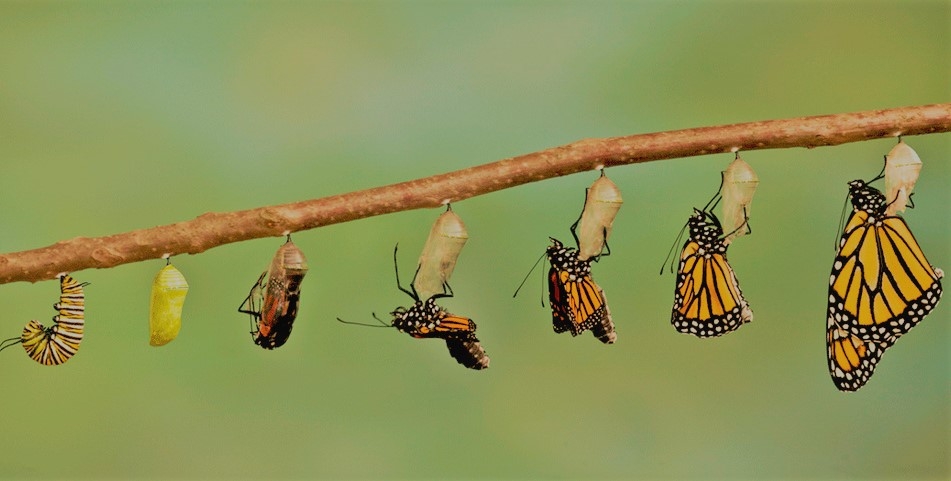 Metamorphosis
