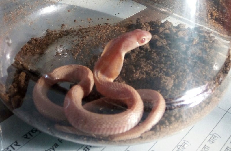 White Cobra arrives in VanVihar