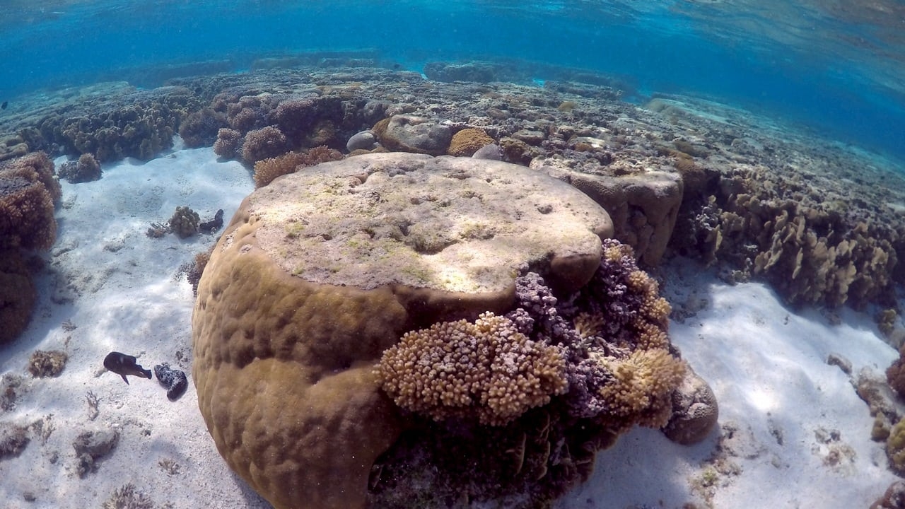  Scientists discover hidden deep-sea coral reef 