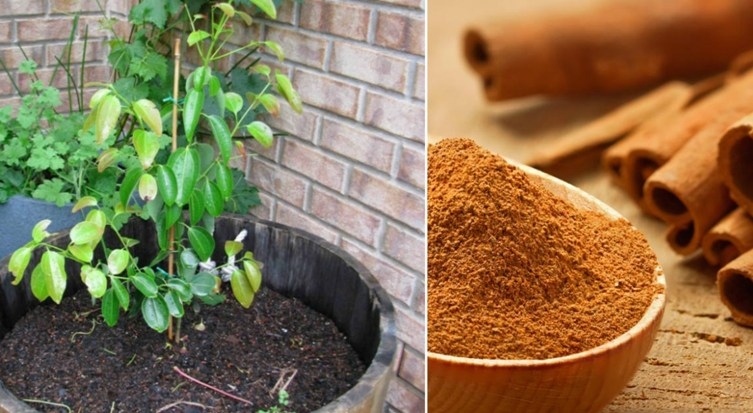 Cinnamon Plant in garden keeps you benefited many ways 
