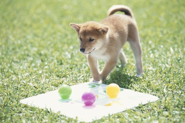 Can Dogs See Colors