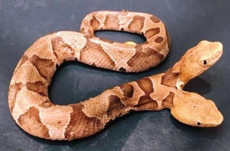 Rare two-headed snake was found in Virginia