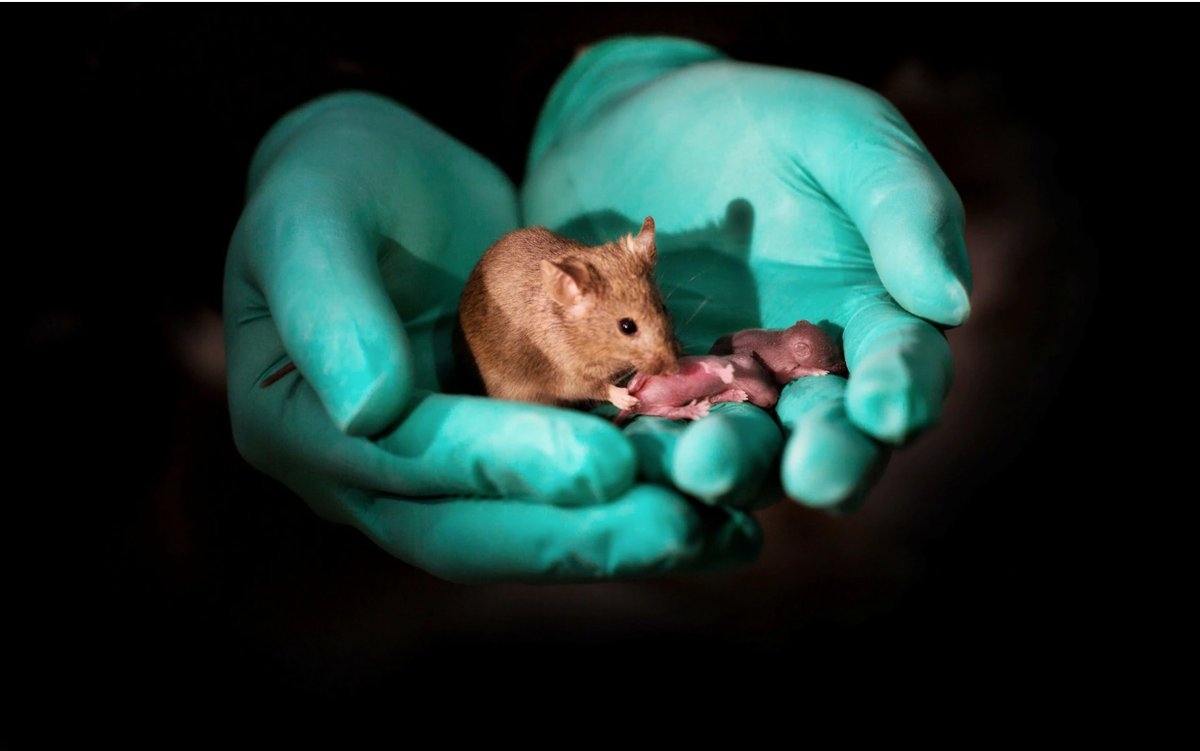 Same-sex mouse parents gave birth to healthy babies