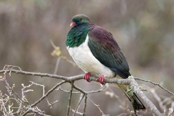 New Zealand votes 'tipsy' pigeon bird of the year 