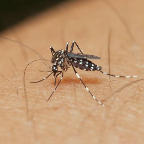 Nano-carbon: New India-made weapon against mosquitoes? 