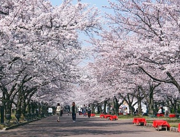  Cherry blossoms alias 'Sakura' bloom unexpectedly in Japan 