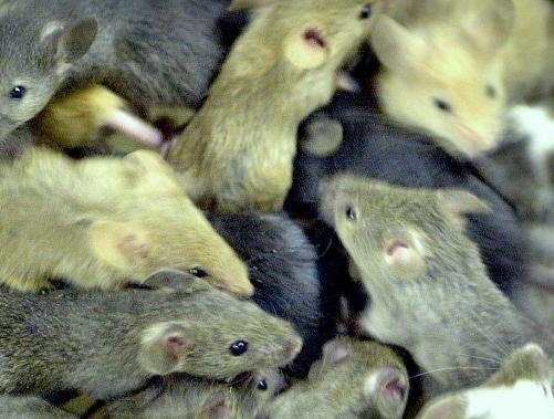  Killer mice decimating albatross population 