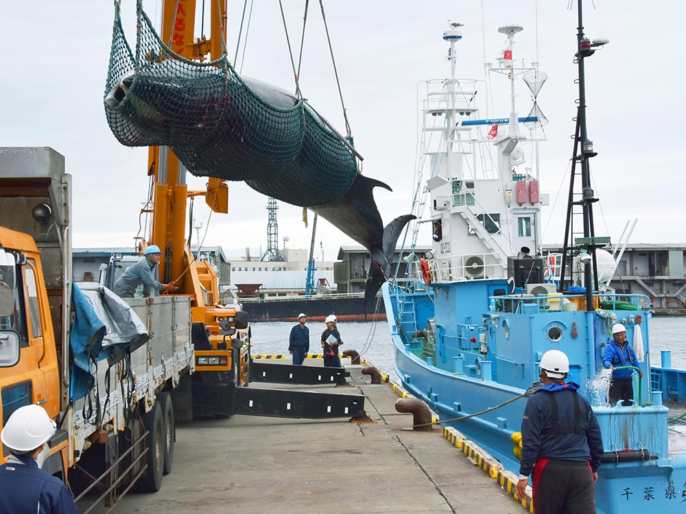  Japan resumes Antarctic whaling despite international opposition 