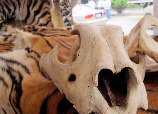  China urged to permanently ban using rhino, tiger products 