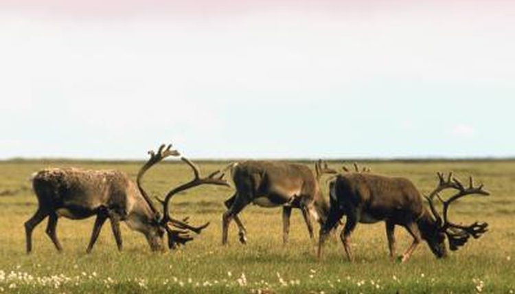  Why animals with high-risk strategies are likely to be extinct 