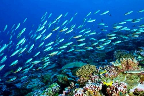 New 'Go Fish' tool to study marine life 