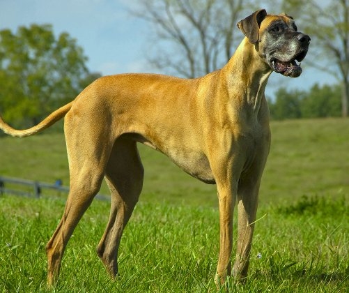 Know about the world's ‘dangerous’ dogs